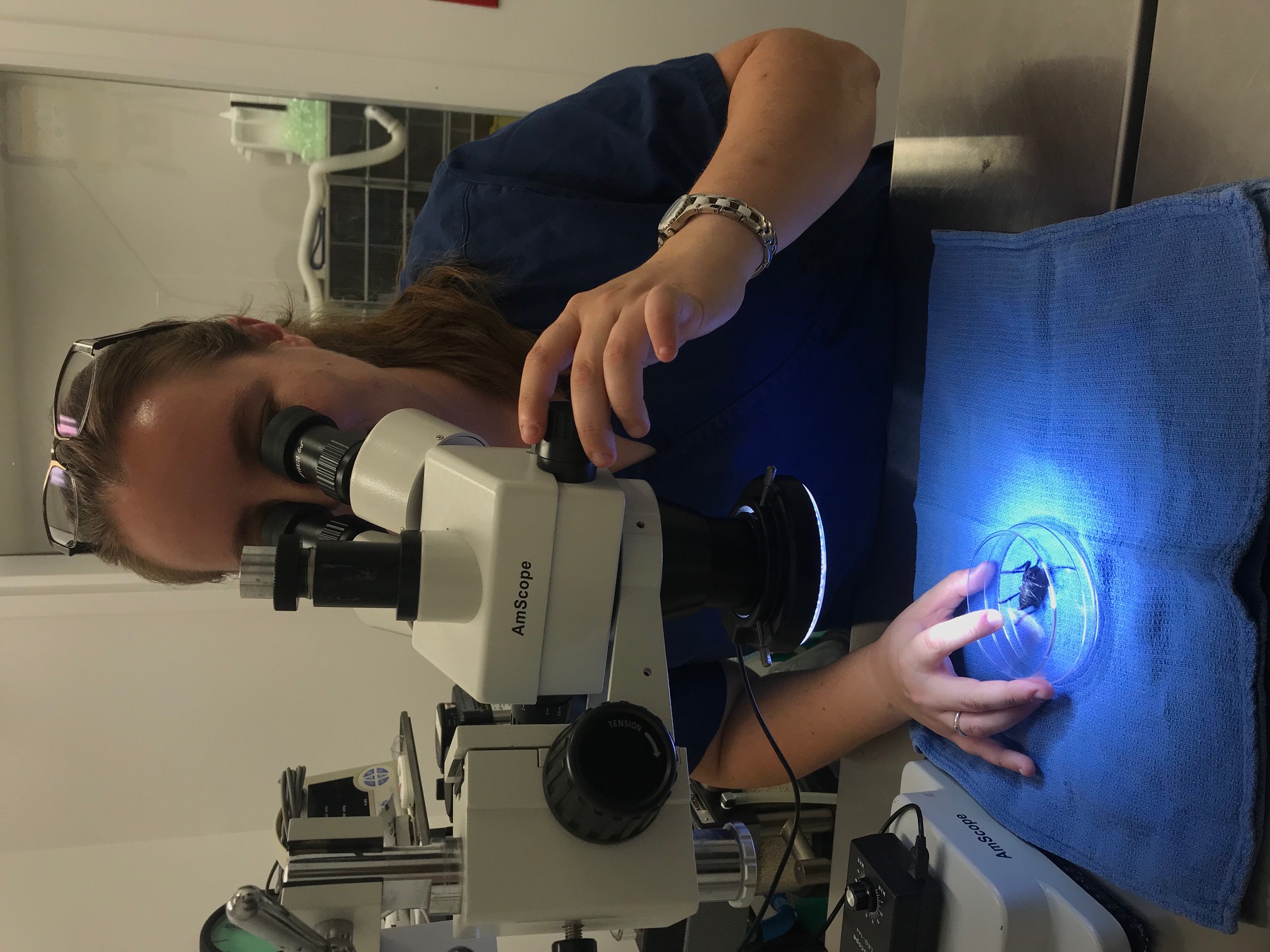 Dr. Brittany Stevens examines a beetle under a microscope.