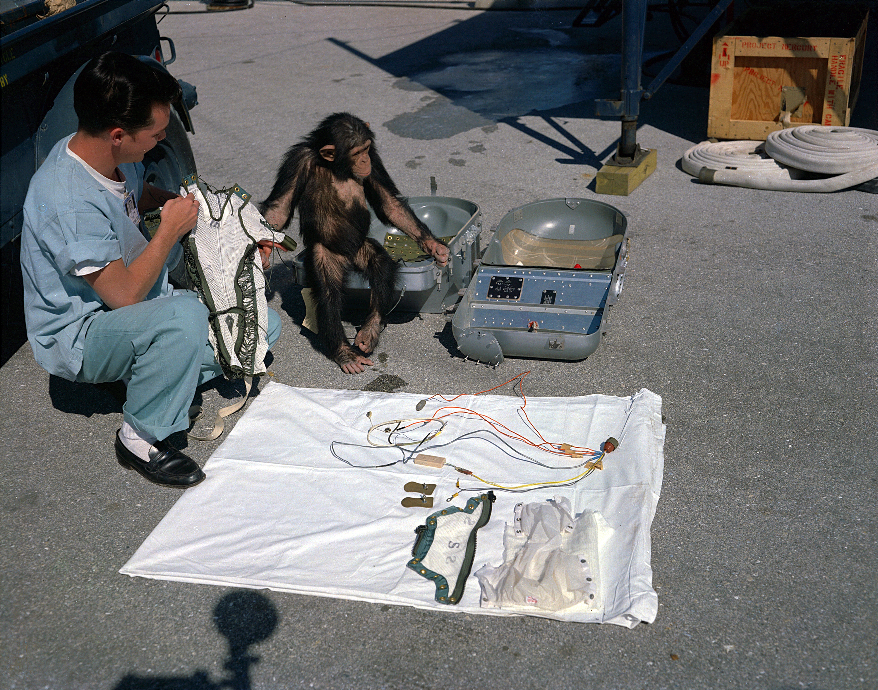 The astrochimp HAM checks out his equipment before flight