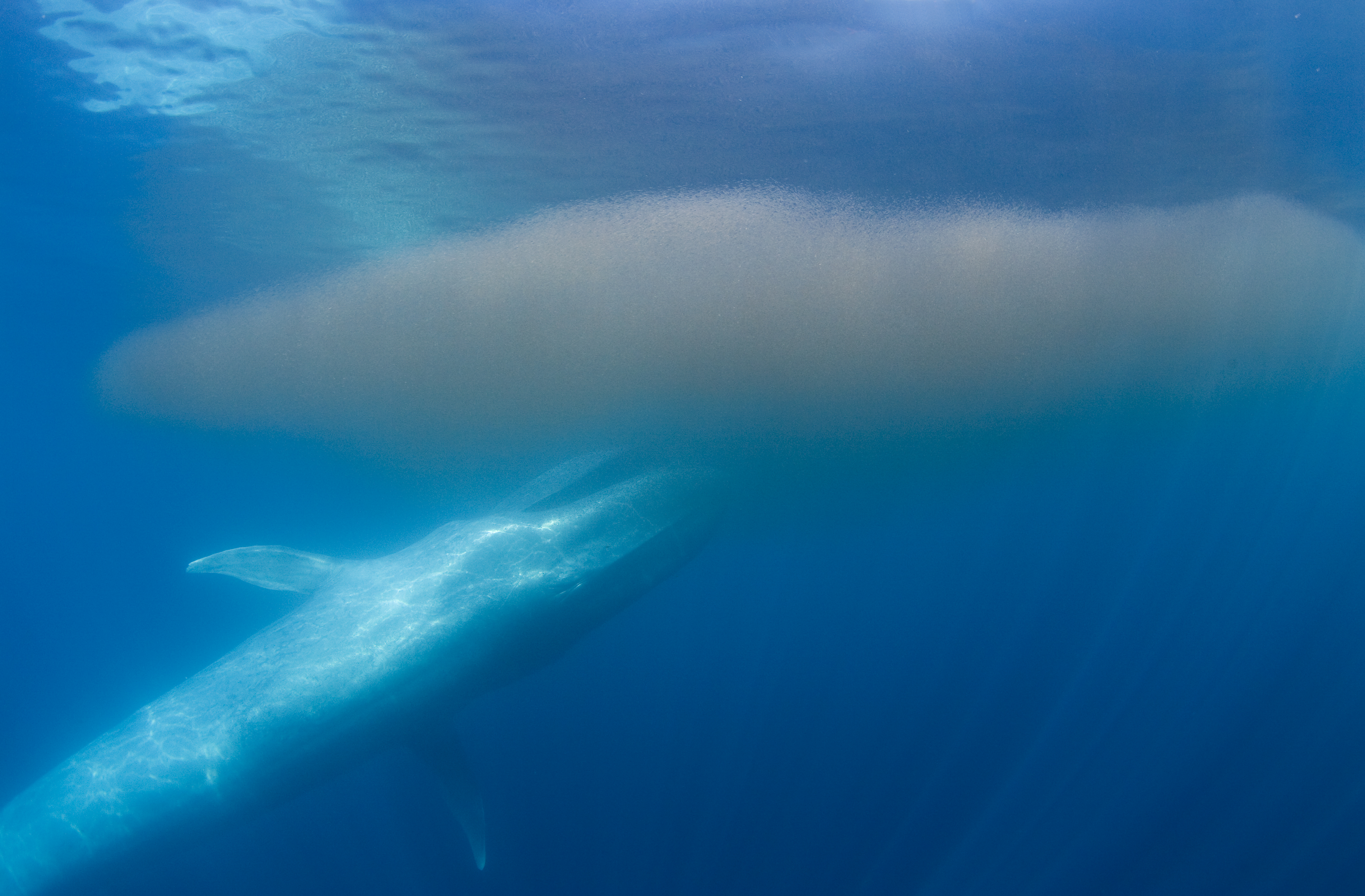 Шерсть у китообразных. Синий кит криль. Синий кит питается планктоном. Кит питается крилем. Синий кит ест планктон.