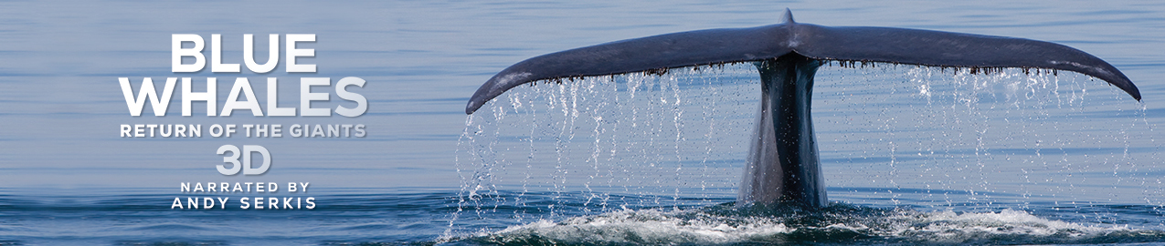 Blue whale tail emerging from the ocean. Blue Whales 3D movie logo to the left of the tail.