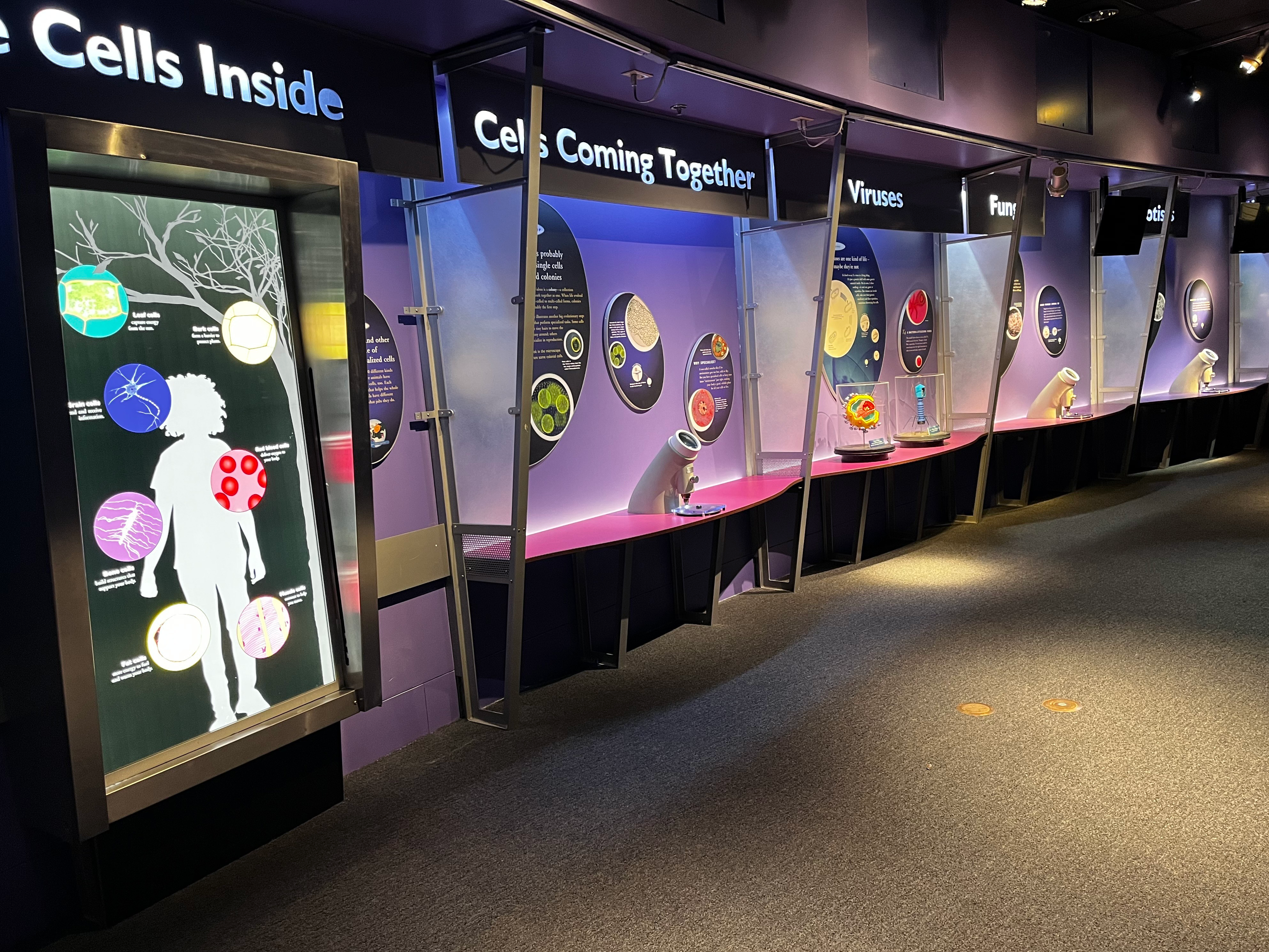 Photograph of Cell Lab exhibit