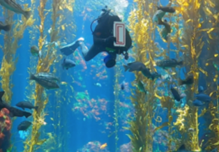 Diver inside kelp forest water tank surrounded by fish