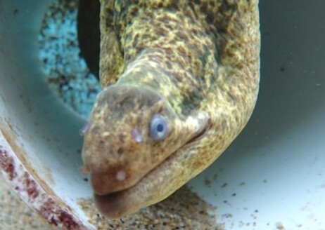 Eel recovered after surgery