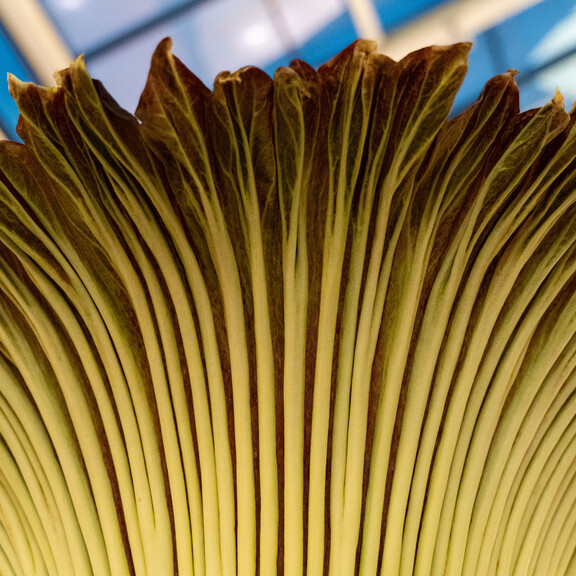 Close-up photo of the outer texture of the corpse flower's ruffled spathe.