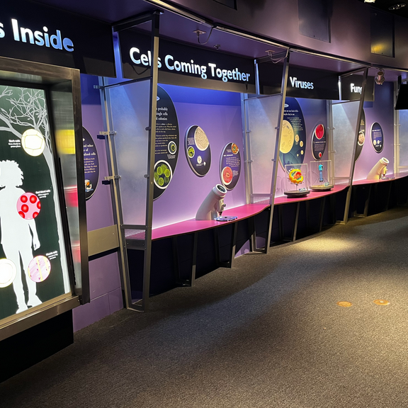 Photograph of Cell Lab exhibit