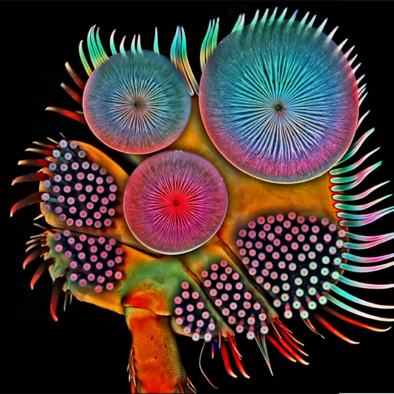 Nikon Small World banner