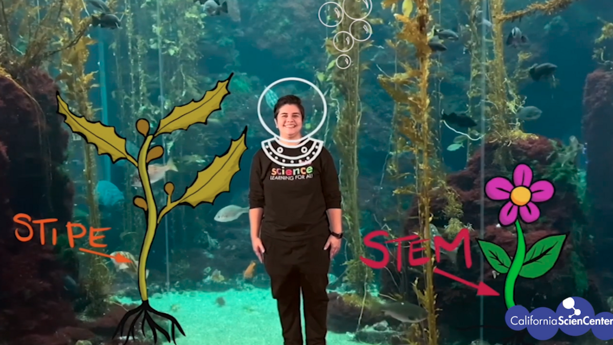 Educator Monica stands near the kelp forest exhibit wearing an animated dive helmet. She has an animated flower to her left and animated kelp to her right.