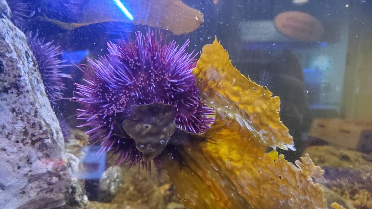 A purple sea urchin munches on some kelp.