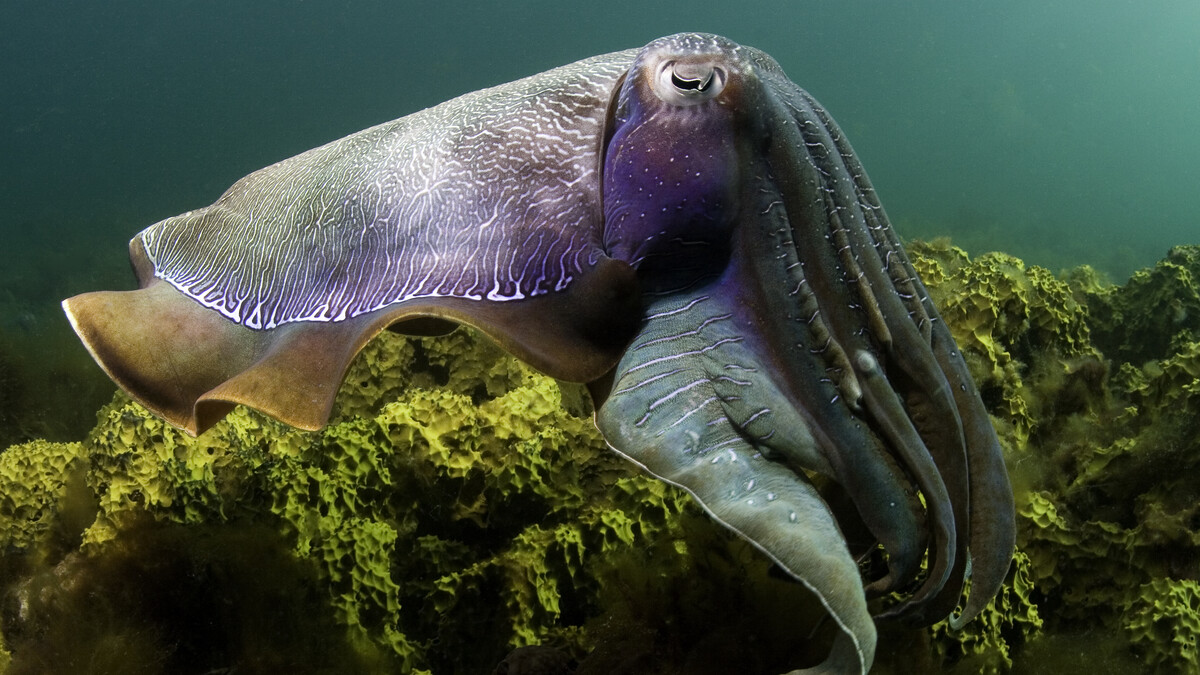 A giant cuttlefish (Sepia apama) shows off its ability to display an entire spectrum of color on its skin in Whyalla, South Australia during the filming of the IMAX movie Under the Sea.