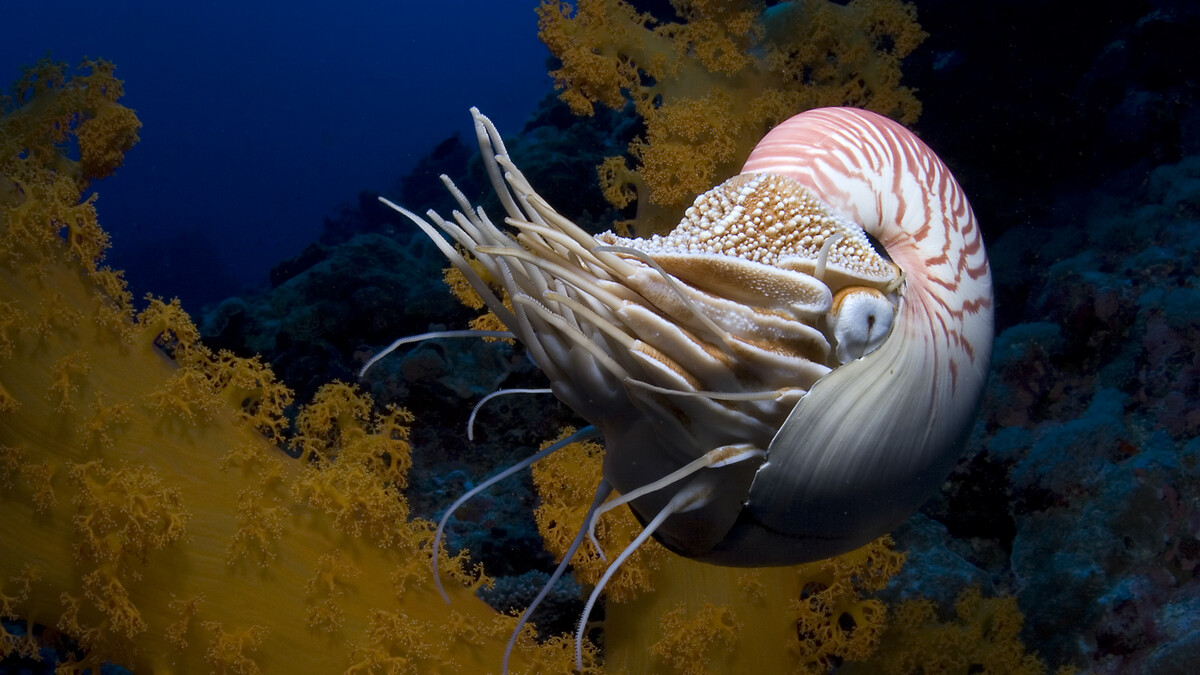 The chambered nautilus (Nautilus pompilius) skitters into deep water at Osprey Reef in Australia's Coral Sea, in the IMAX movie Under the Sea