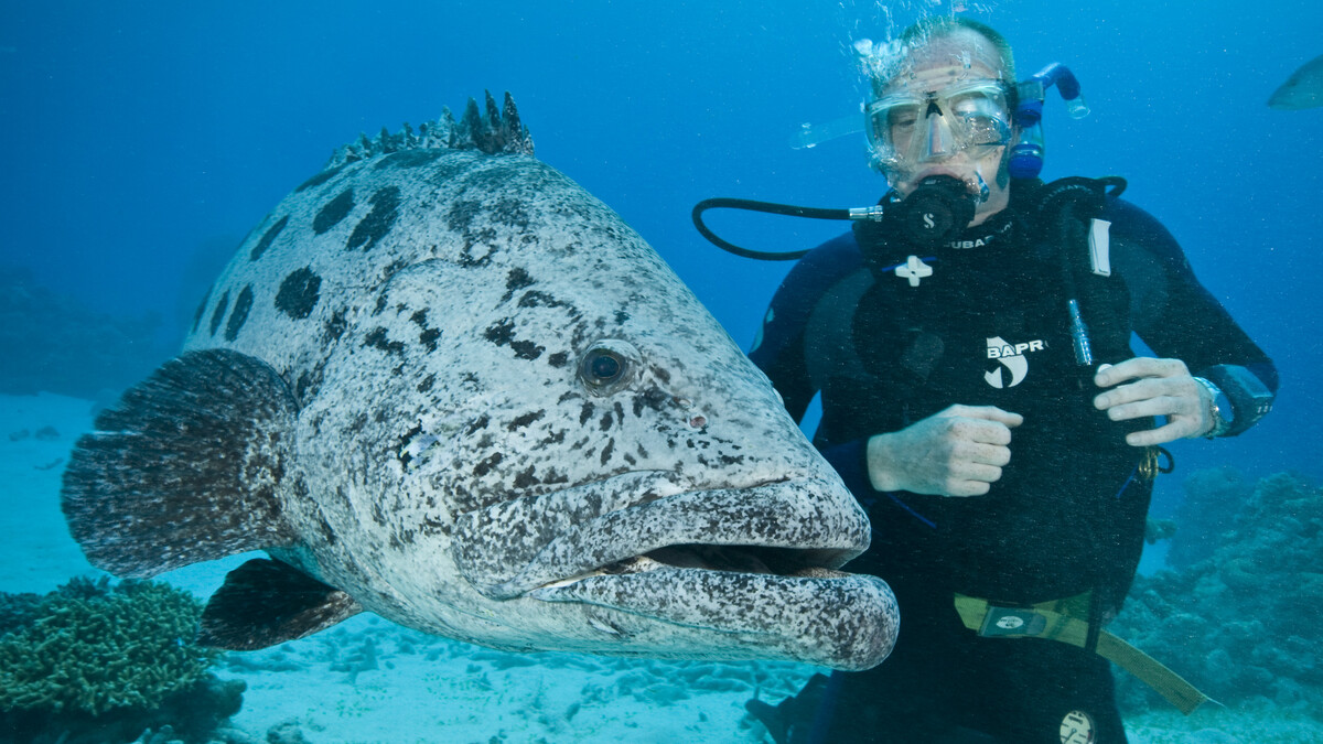 One of the Under the Sea film crew, Stuart MacFarlane, poses for a photo next to a giant potato cod (Epinephelus tukula) in the Great Barrier Reef of Australia.