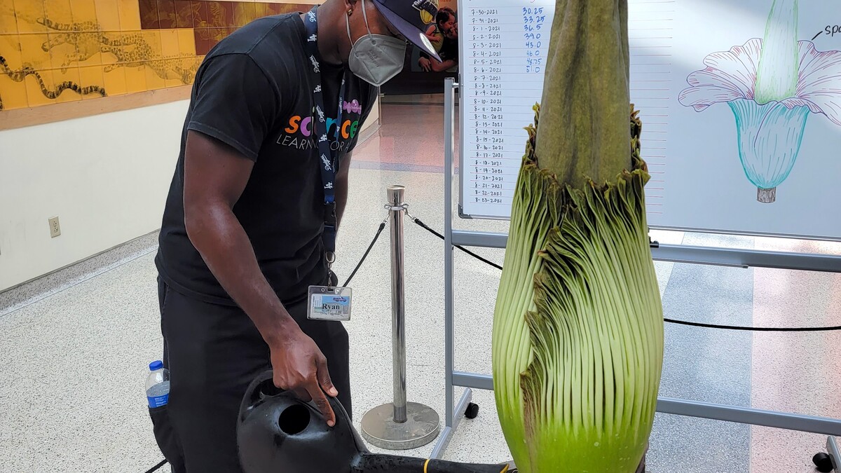 Corpse Flower The California Science Center