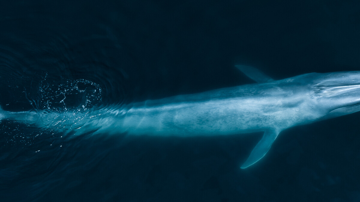 Aerial view of blue whale