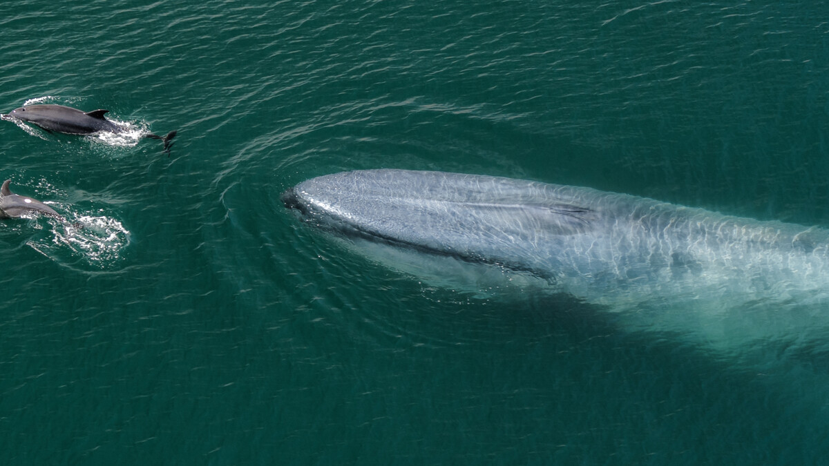 Blue whale swims in ocean alongside dolphins