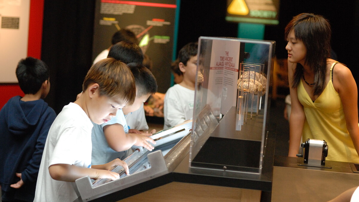 Kids look at brain exhibits