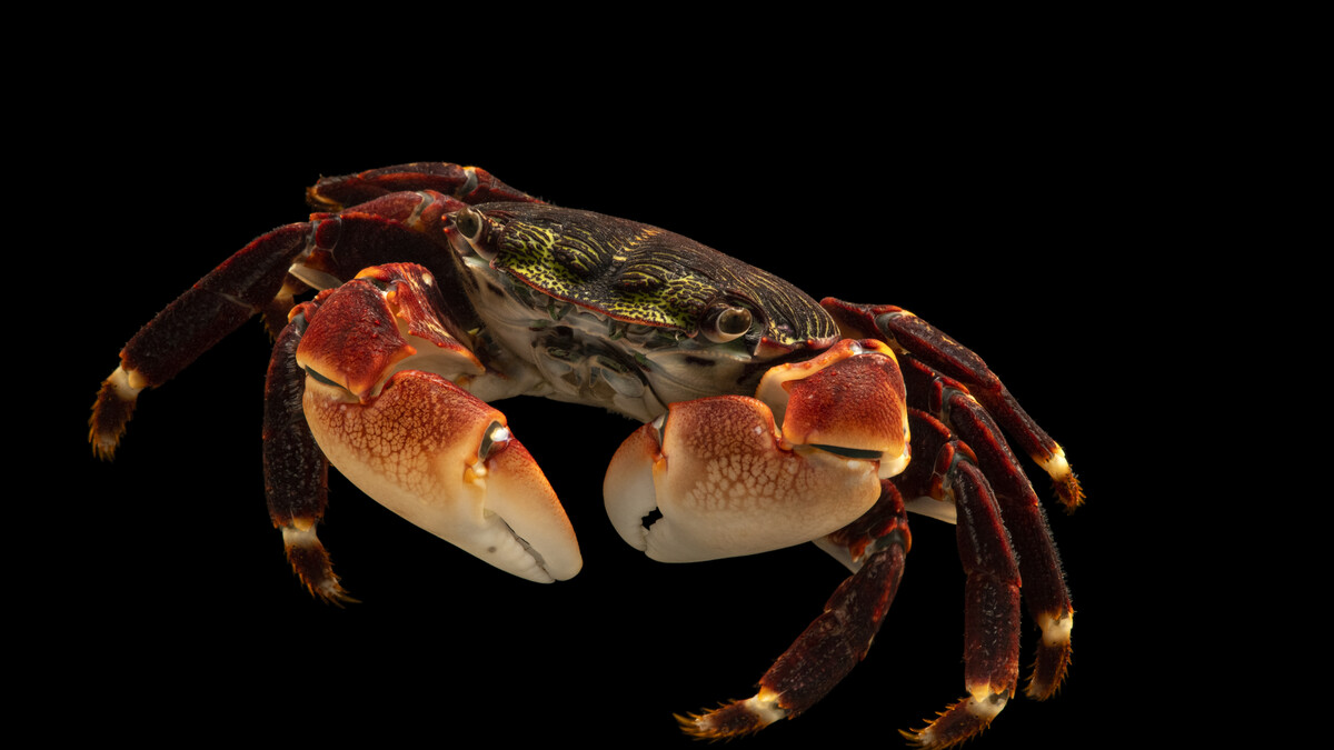 Striped shore crab Pachygrapsus crassipes