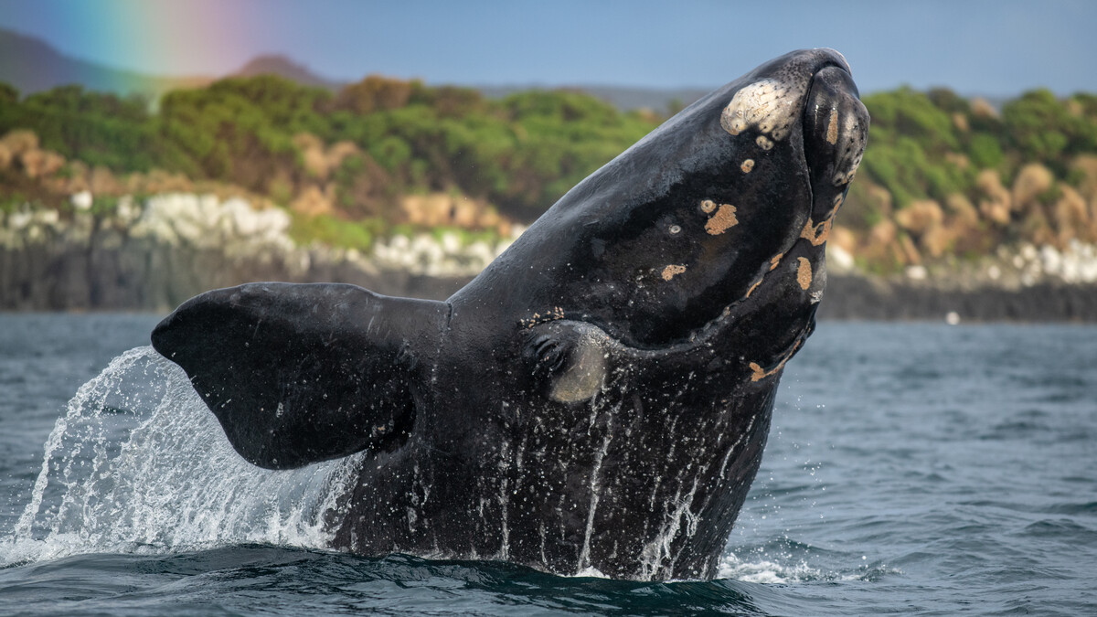 A southern right whale leaps from the water, creating a splash, with a rainbow forming in the spray.