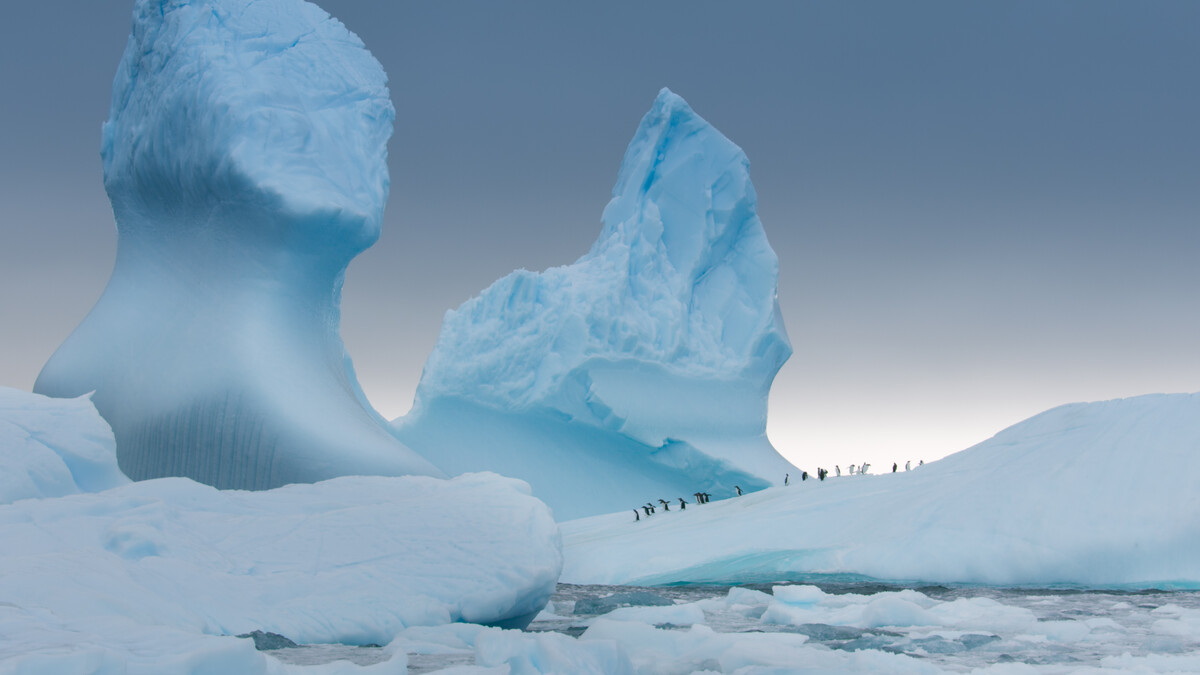 A colony of gentoo penguins walk across a frigid frozen ice terrain in the Antarctic.