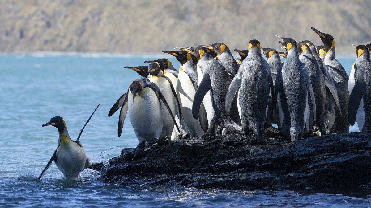 Adult king penguins head out to sea to collect food for their chicks. 