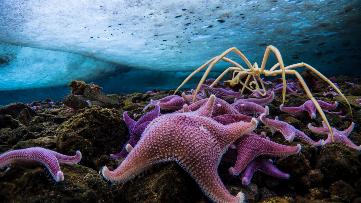 A group of purple and pink sea stars huddle on a rock under the ice covered surface of the Ross sea.