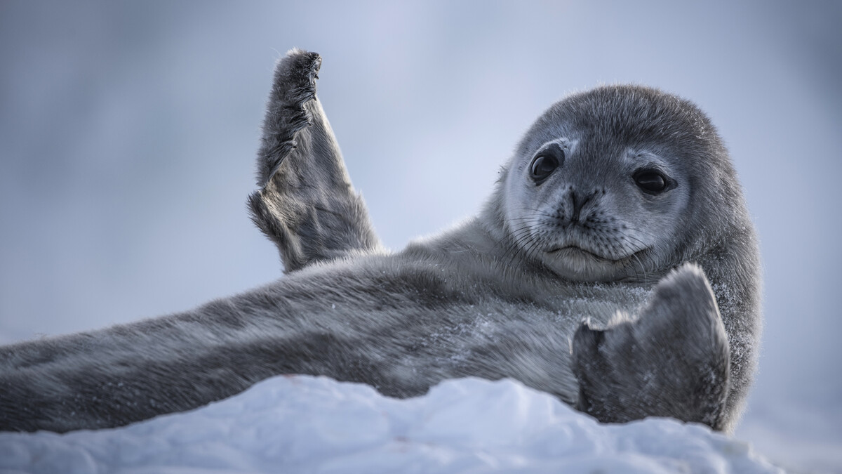 A Weddell seal pup lays back on a patch of cold Antarctic ice, belly up, holding its head up and facing the camera, and holding its front legs out as if shrugging.
