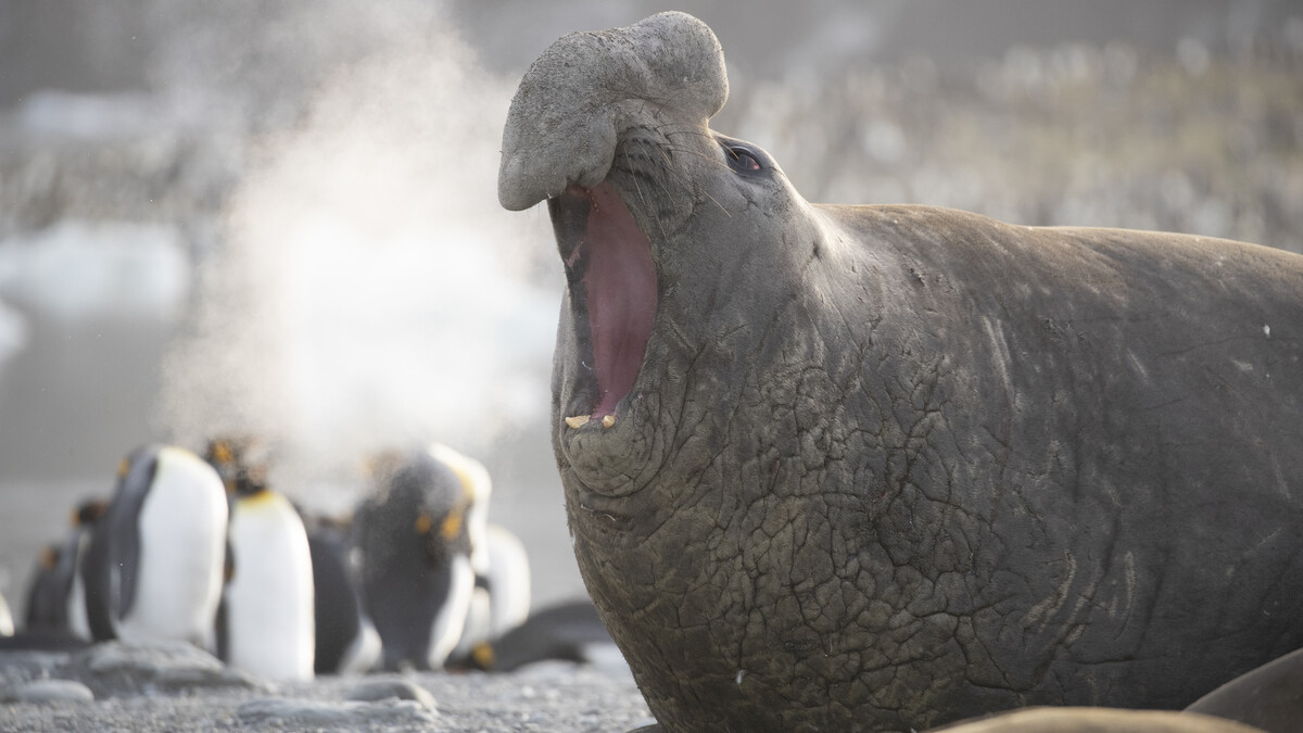 An elephant bull defends its harem of females by using his trunk-like nose to boom out a roar. A group of penguins are huddled in the background.