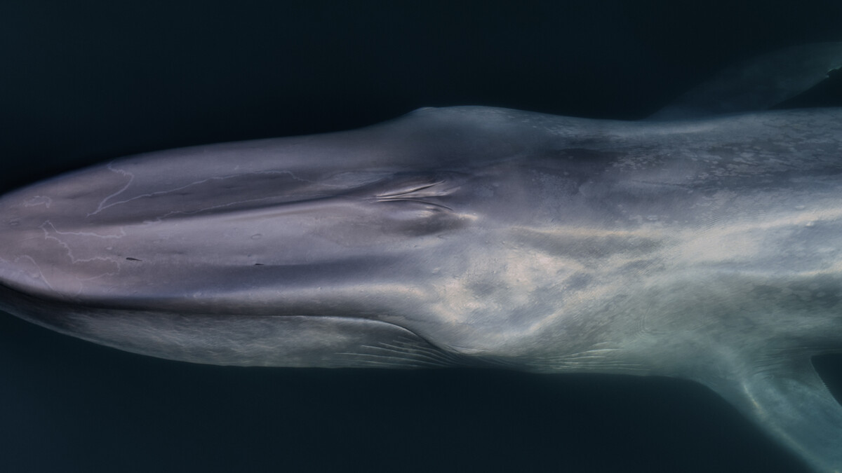 Image of the upper body of a blue whale swimming in the ocean.