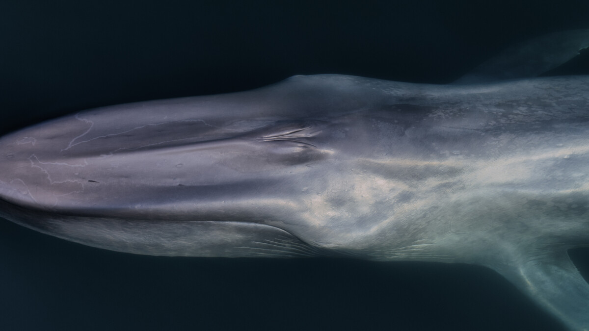 blue whale eye