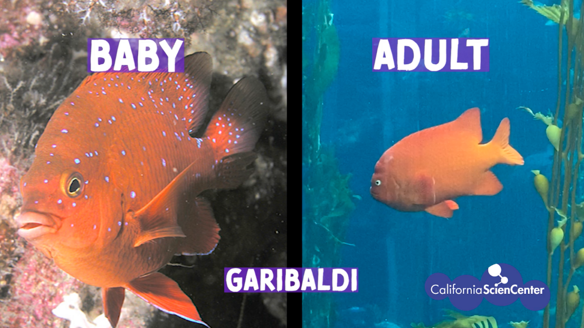 Comparison images of baby and adult Garibaldi