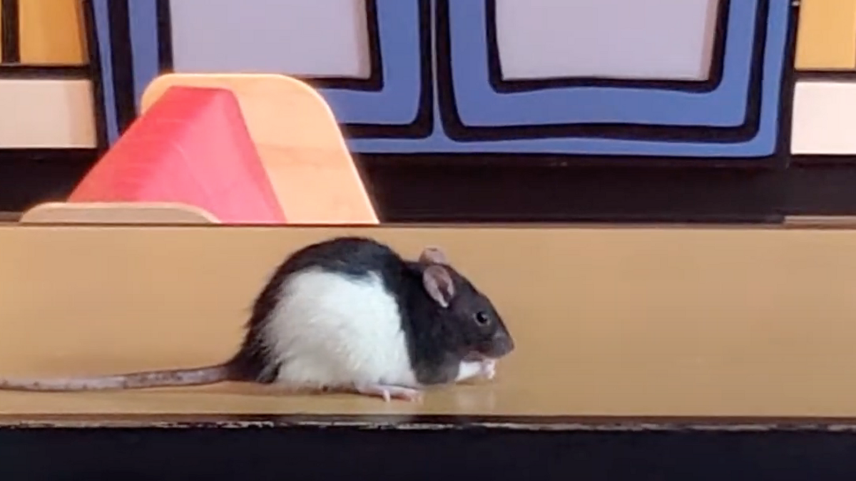 A black and white rat munches a treat.