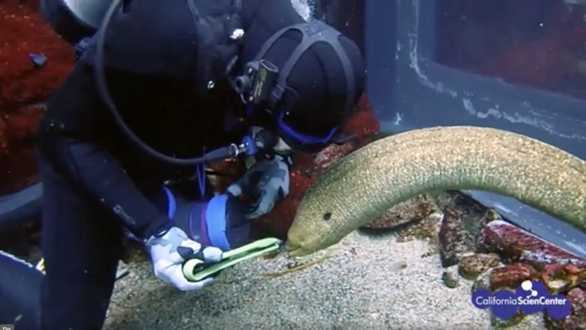 Diver feeding eel with tongs