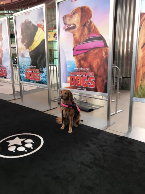 Canine talent sitting on black carpet in front of promotional banner for SuperPower Dogs 3D IMAX premiere