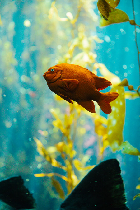Orange garibaldi fish in the Kelp Forest aquarium, with yellow seaweed in the background